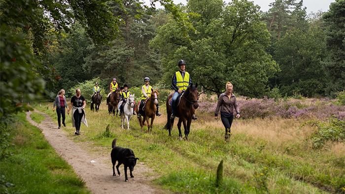 Buitenrit te paard op de Veluwe in 