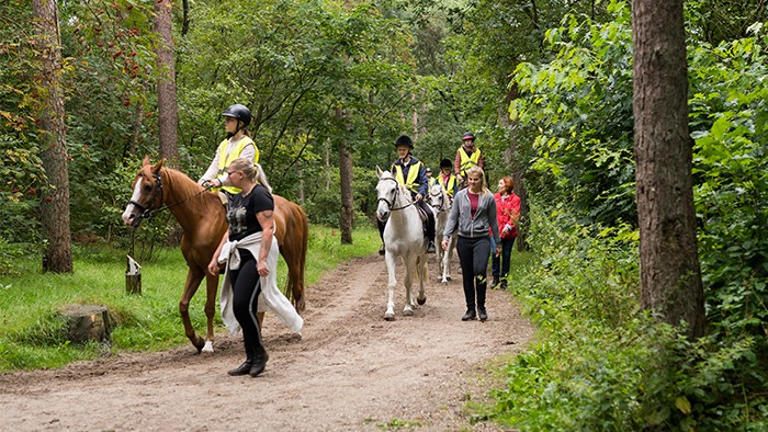 Buitenrit te paard op de Veluwe in 