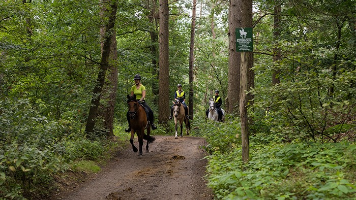 Buitenrit te paard op de Veluwe in 