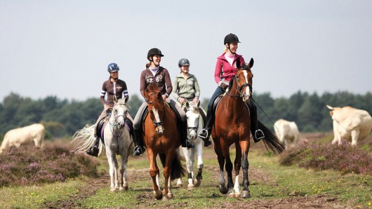 Activiteit / Dagje weg Buitenrit te paard op de Veluwe