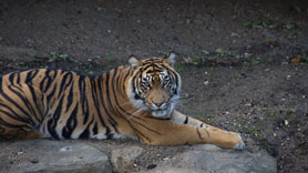 Burgers Zoo