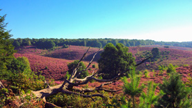 Nationaal Park de Veluwezoom