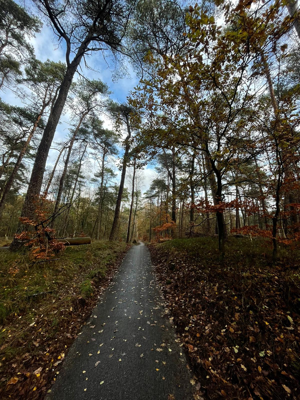 Het Roekelse bos