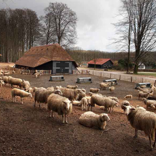 Schaapskooi Hoog Buurlo