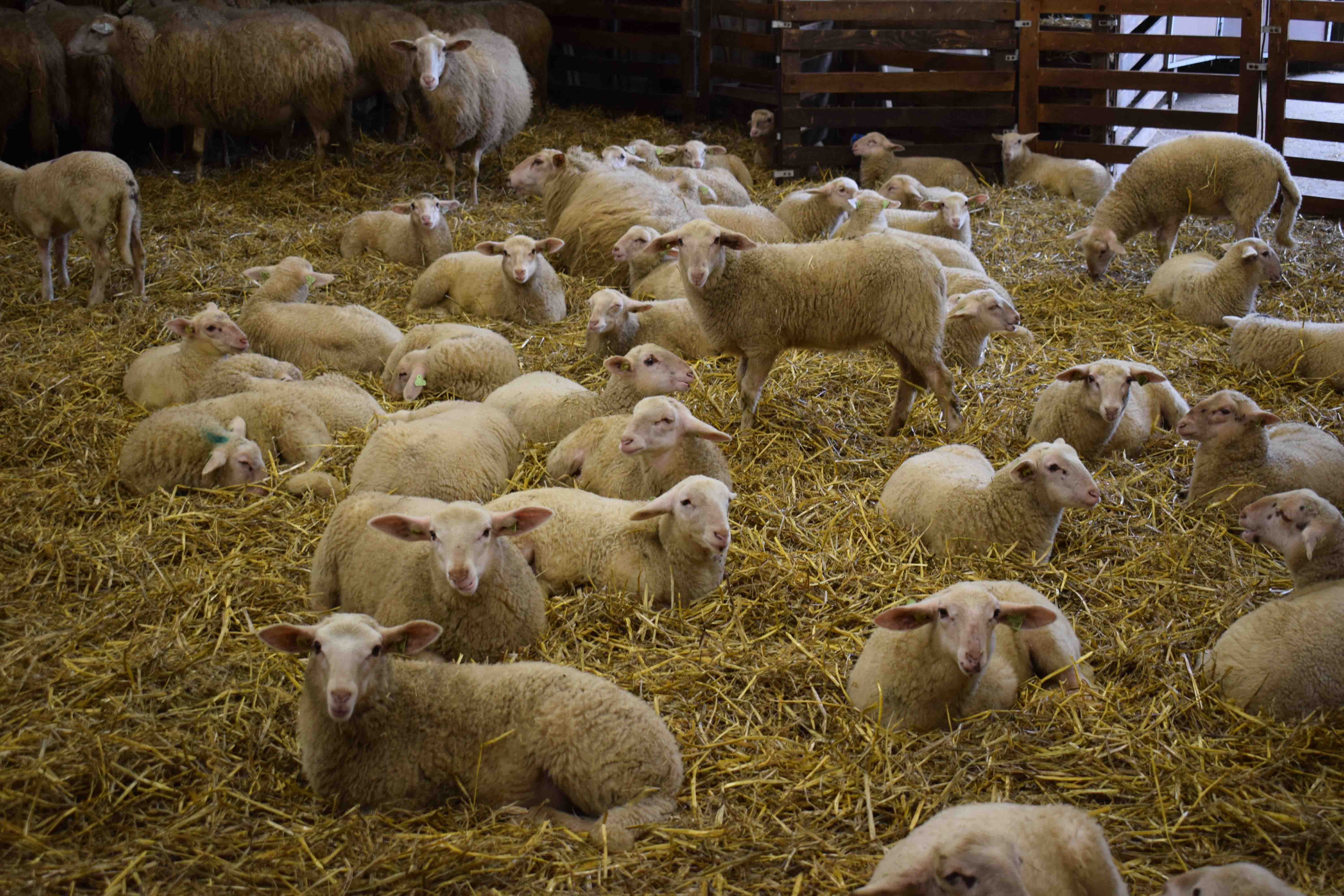 Lammetjesdag - Schaapskooi Schapedrift Ermelo