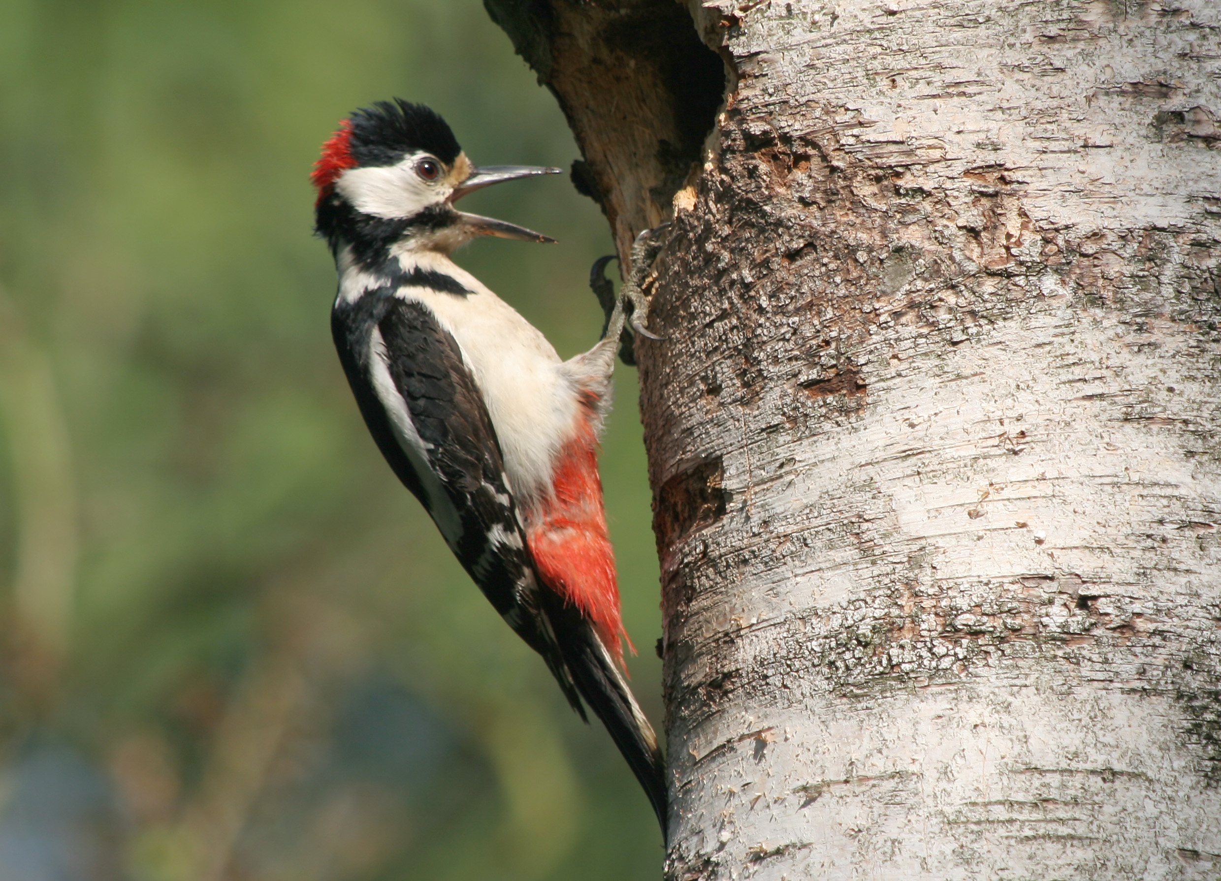 Vogelwandeling, Vijverberg