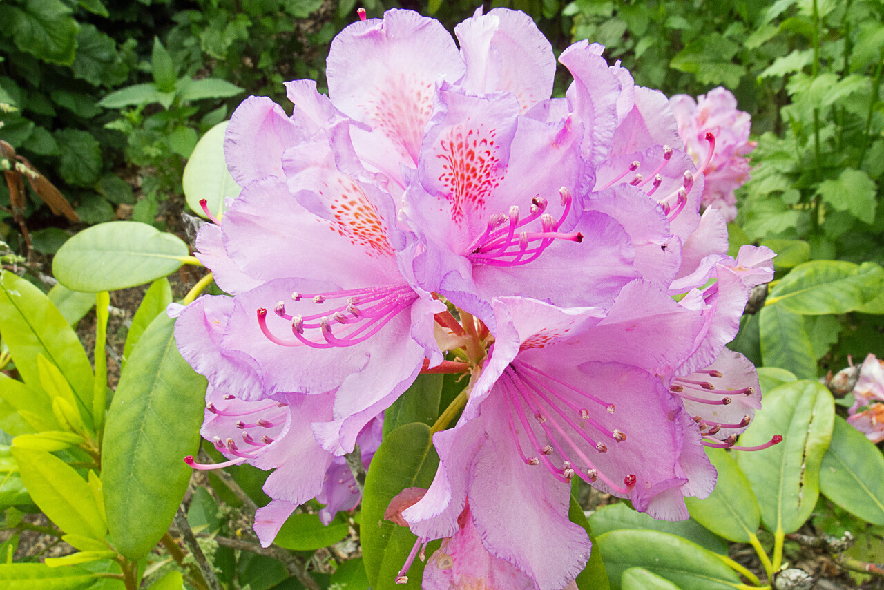 Rododendronwandeling, landgoed Warnsborn