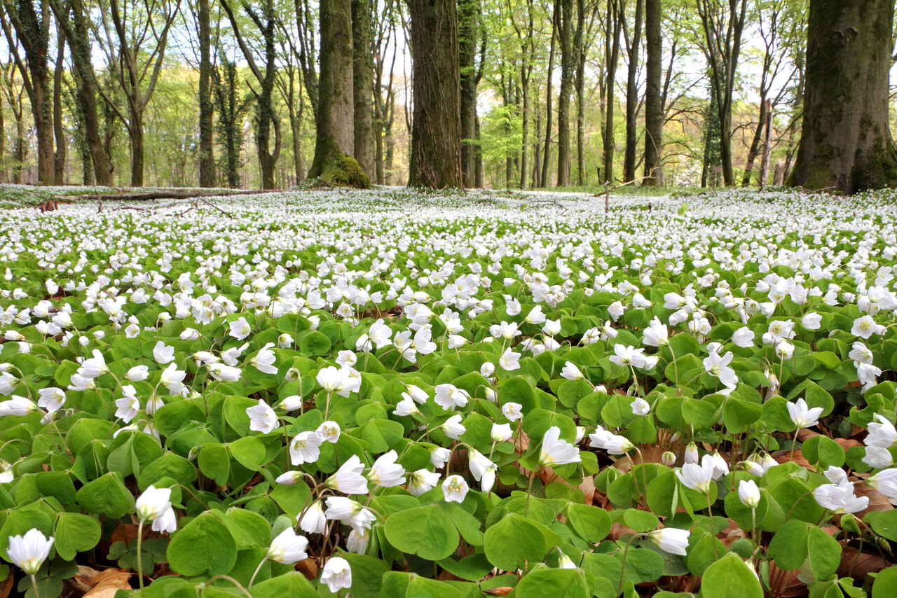 Zondagmorgenwandeling, Landgoed Lichtenbeek en Boschveld 