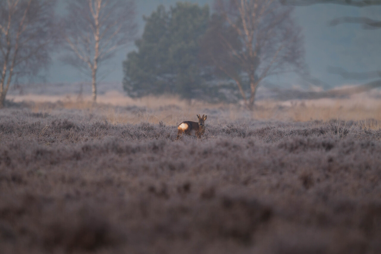 Ochtendwandeling, Tongerense Heide