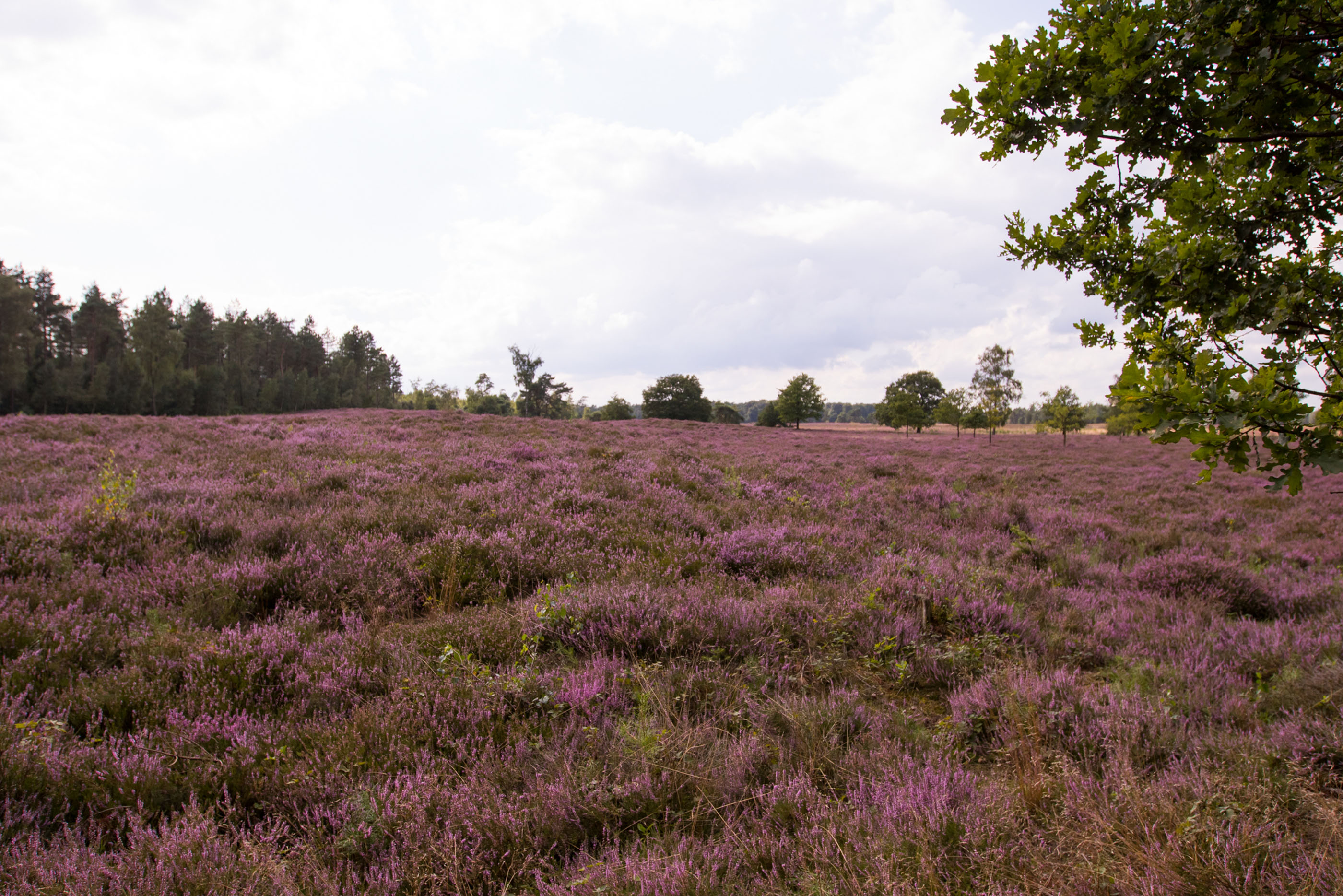 Bloeiende heidewandeling, Tongerense Heide