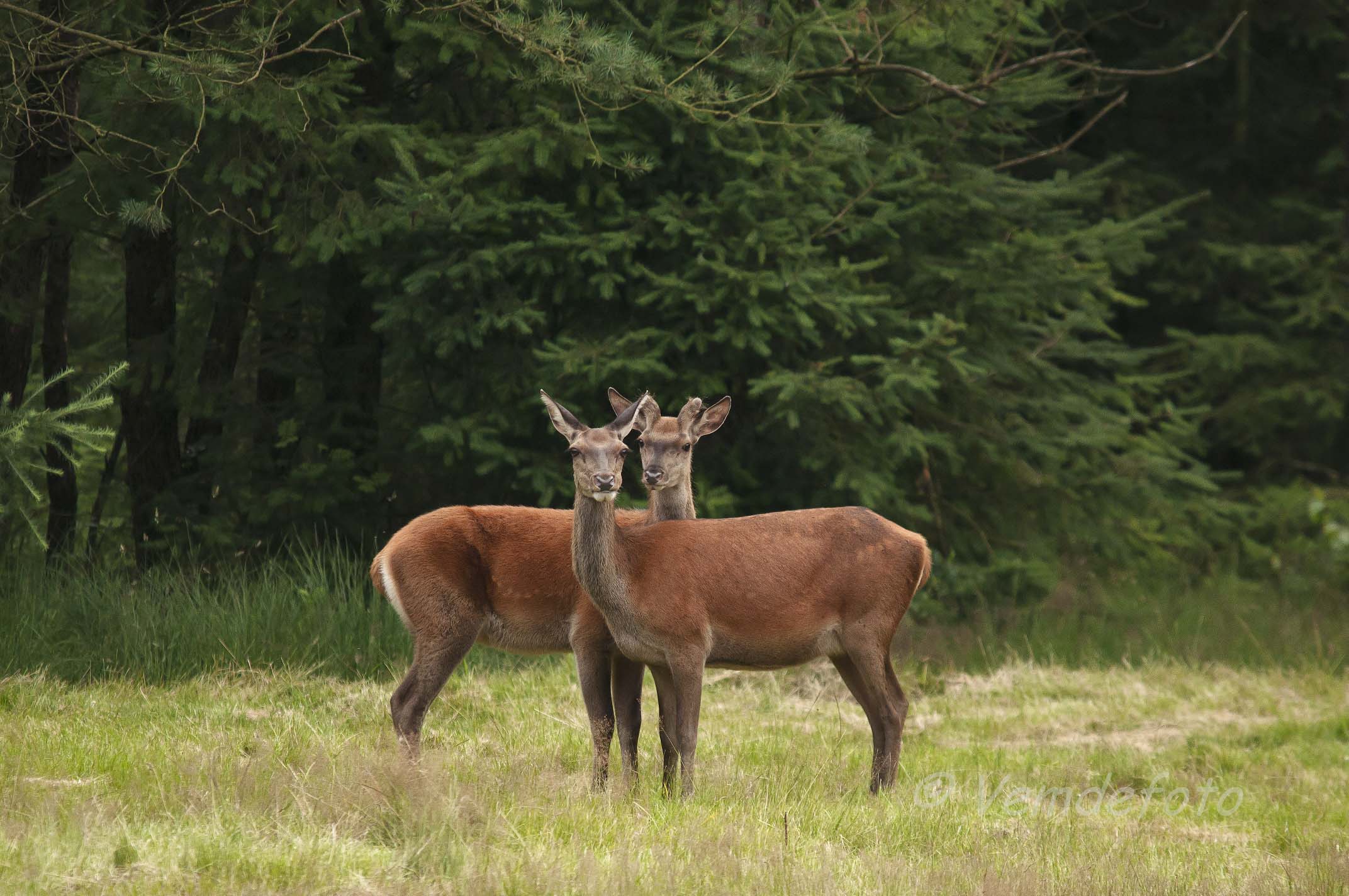 Wildobservatie, landgoed De Dellen