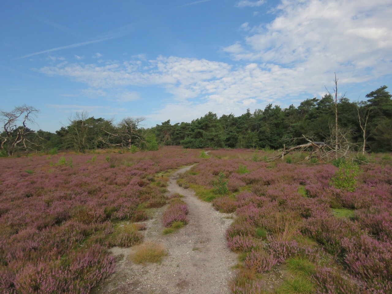 Bloeiende heidewandeling, landgoed Staverden