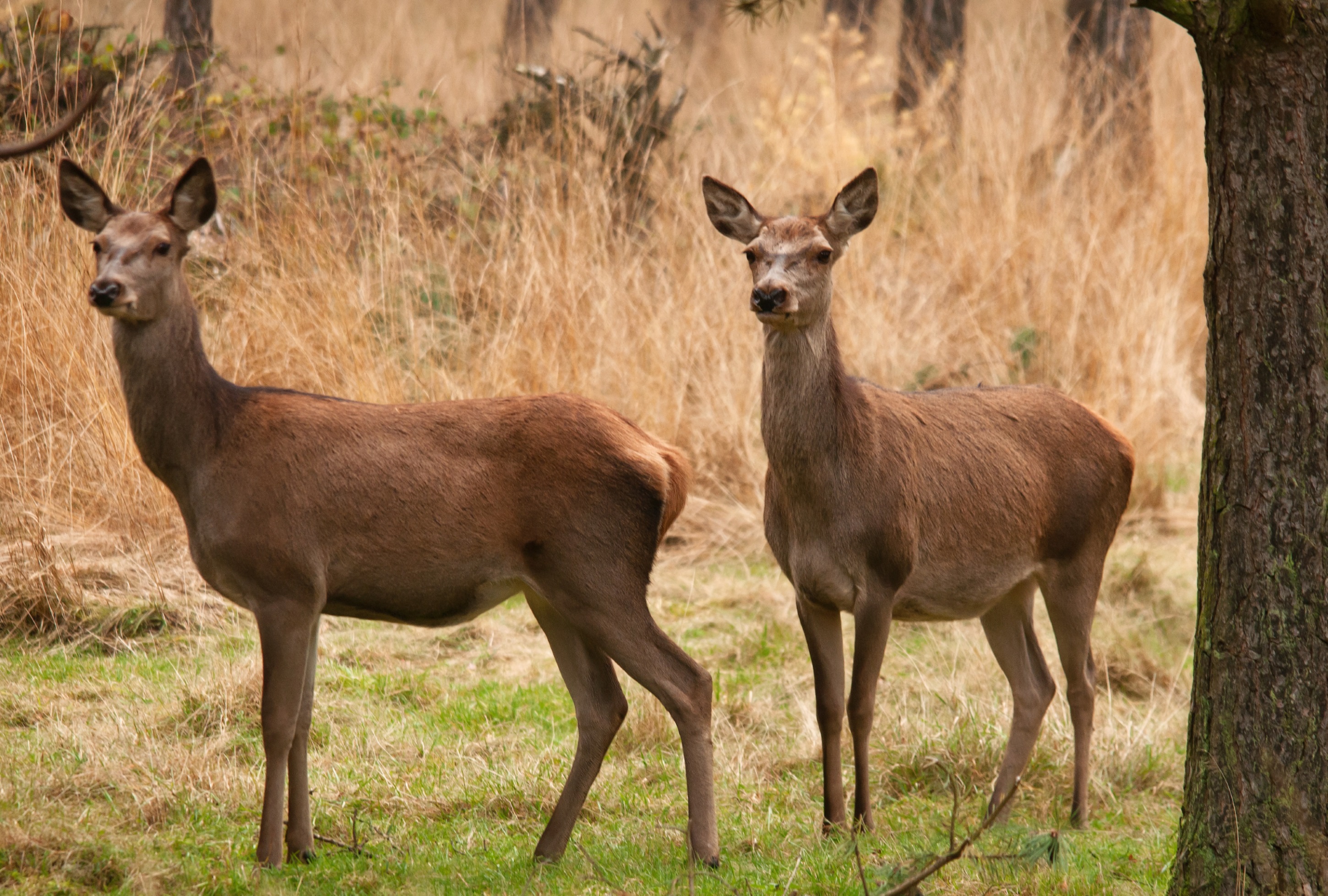 Wildobservatie, landgoed De Dellen