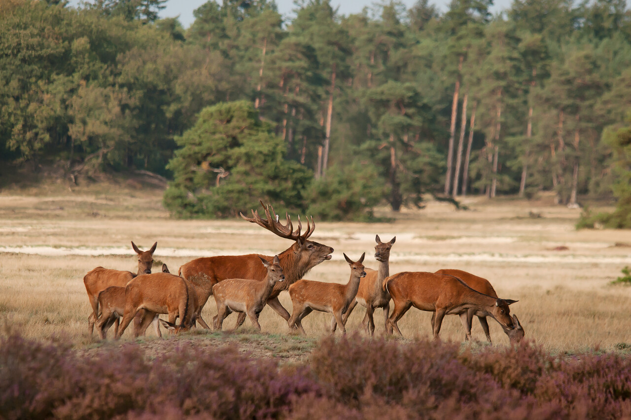 Hertenbronstexcursies, De Dellen