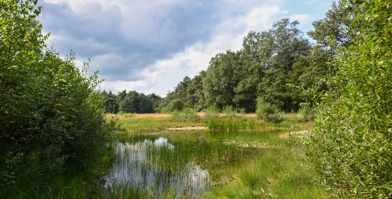 Vrije wandeling, Wilbrinkbos