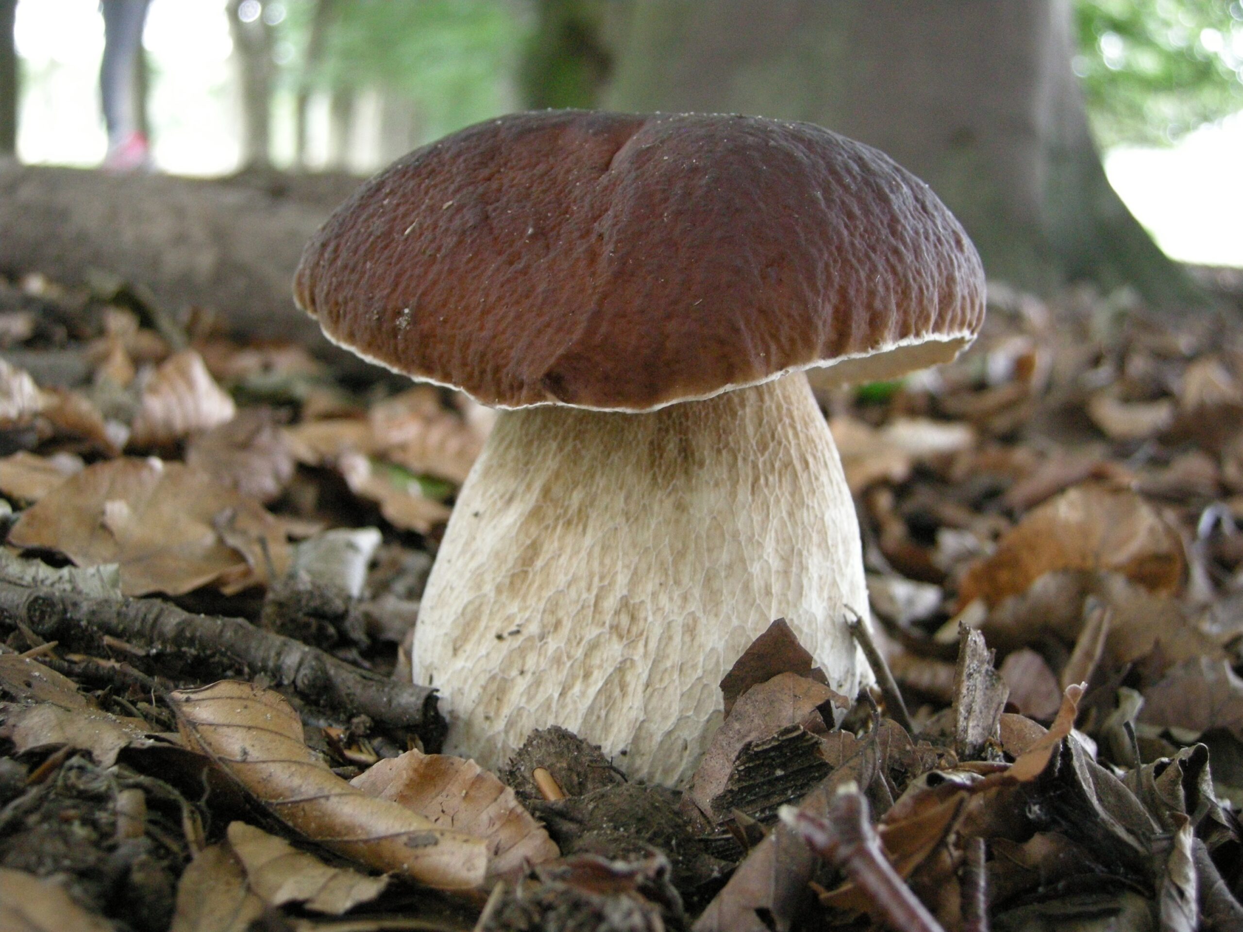 Paddenstoelenwandeling, Majuba