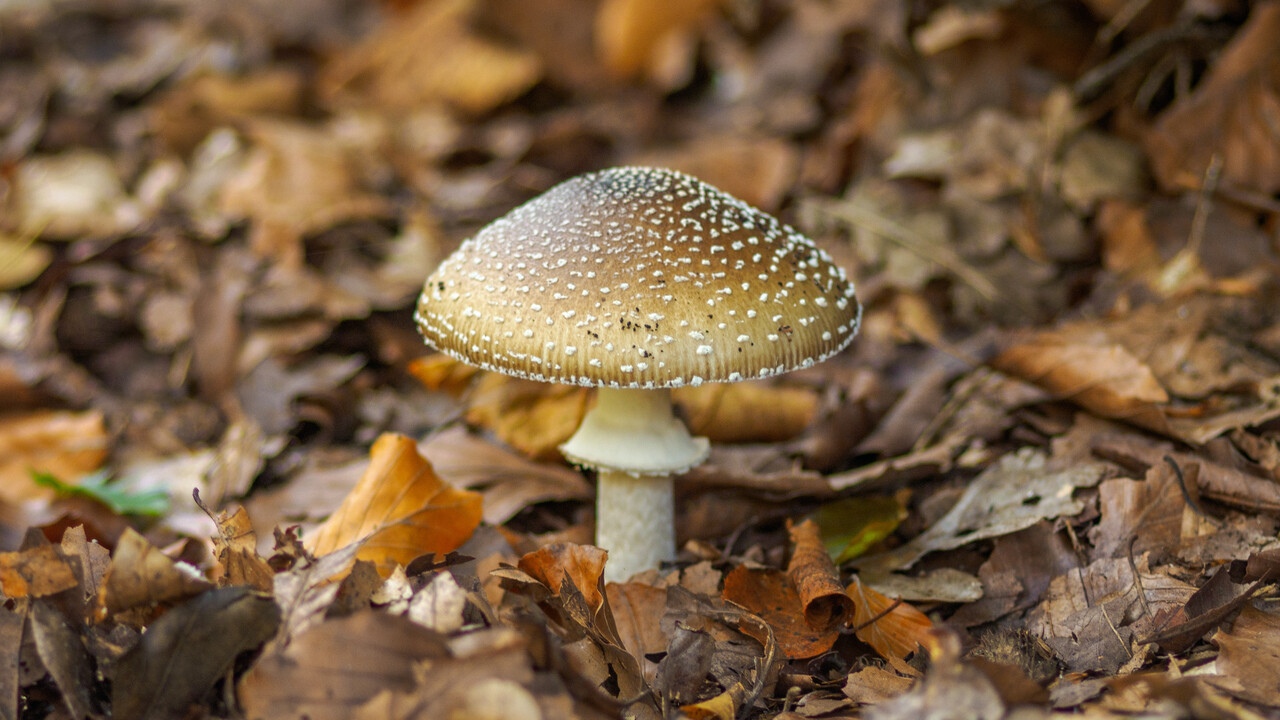 Paddenstoelenwandeling, landgoed Warnsborn