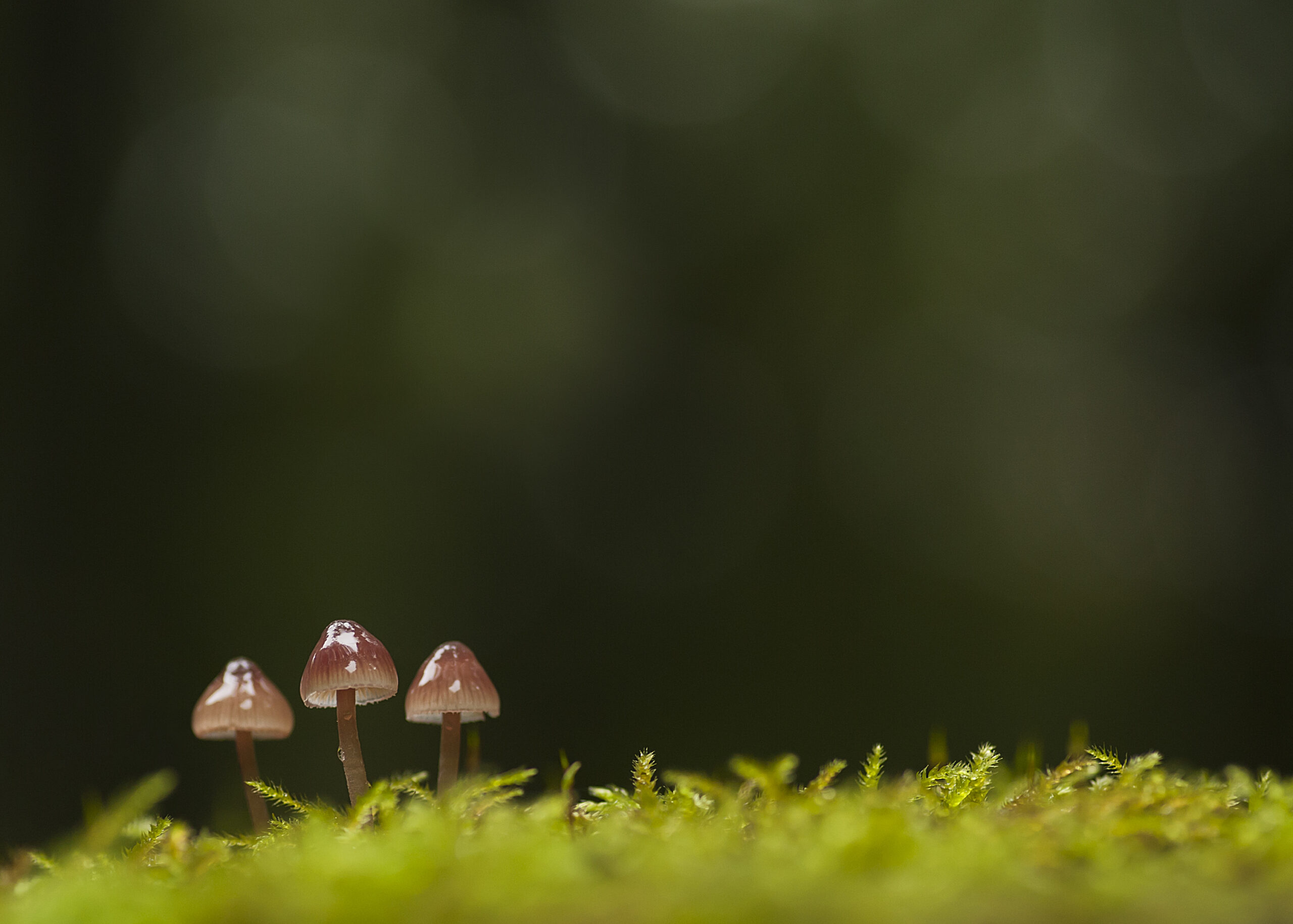 Paddenstoelenexcursie, landgoed Hoevelaken