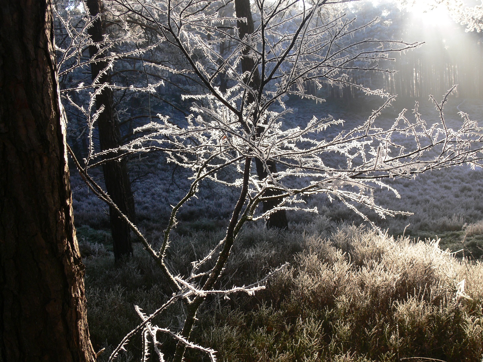 Winterwandeling, Wilbrinkbos
