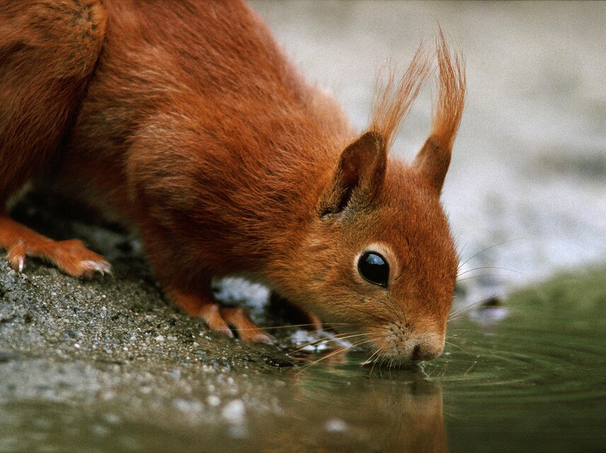 Dieren in de winter, landgoed Staverden