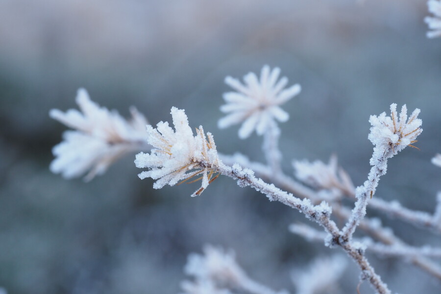 Winterwandeling op de Sysselt