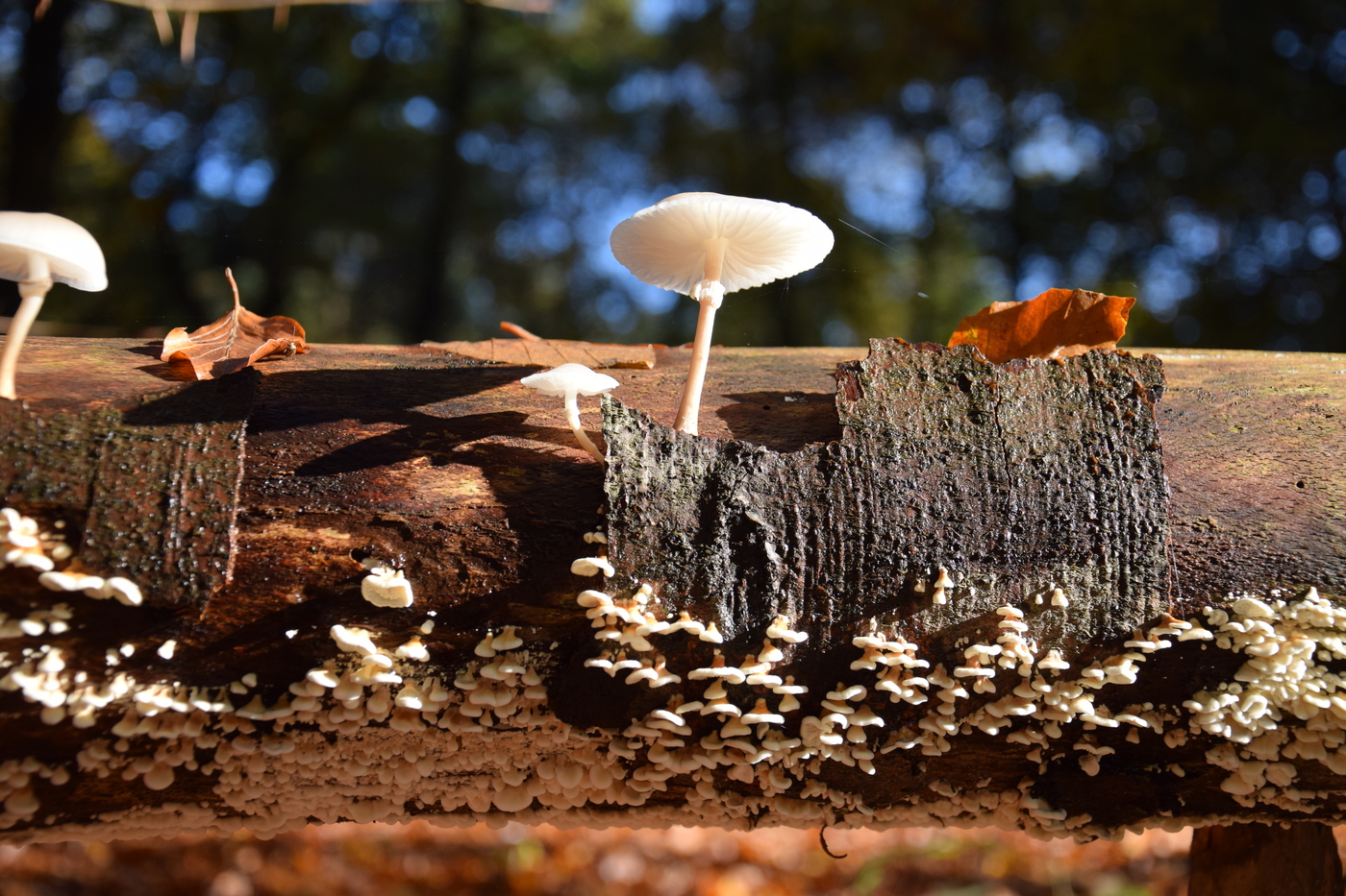 Kinderavondwandeling landgoed Hoekelum