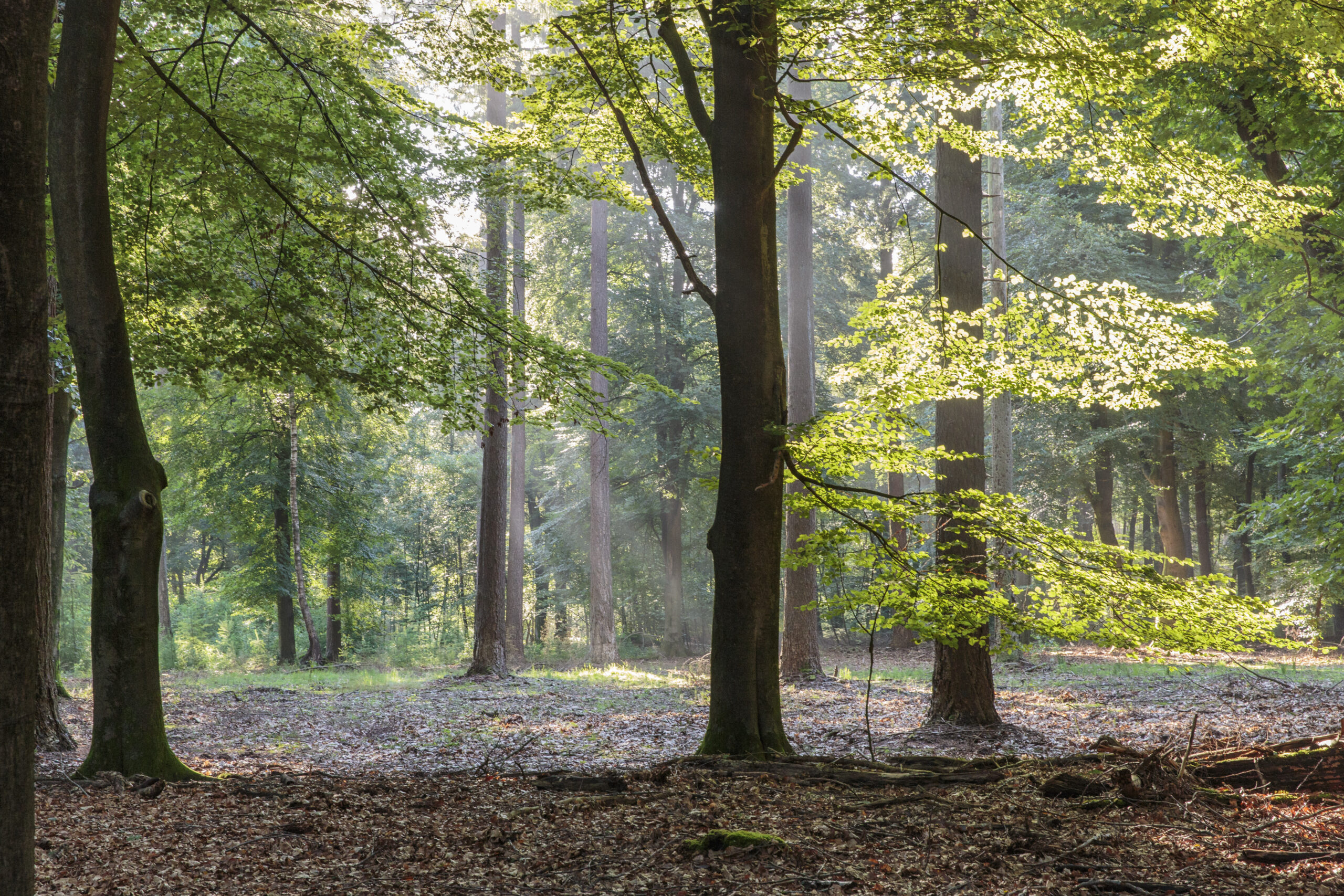 Ochtendwandeling, landgoed De Dellen