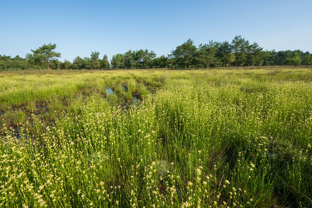 Groene weidewandeling, landgoed Staverden