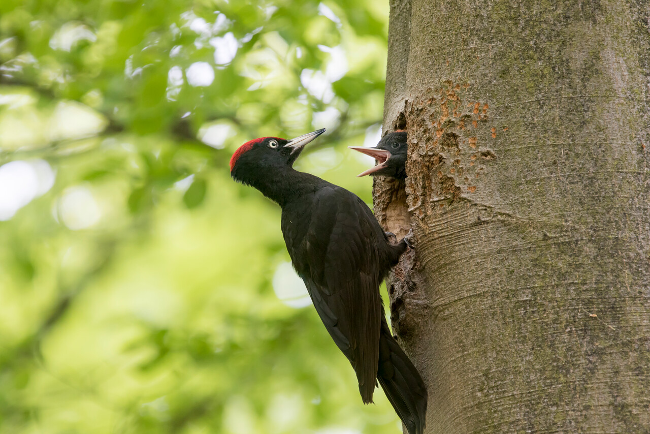 Vogelwandeling, De Dellen