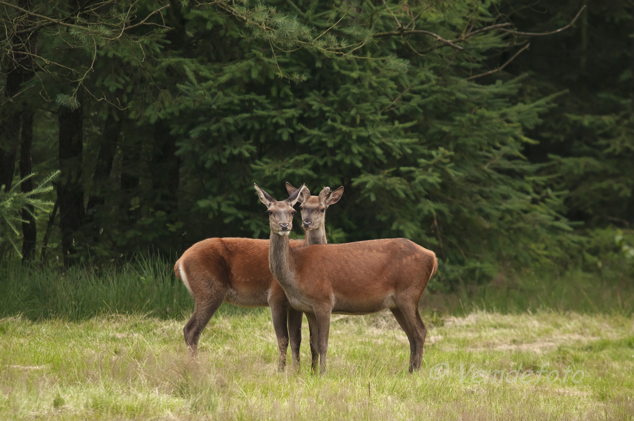 Wildobservatie, Erf van Daendels