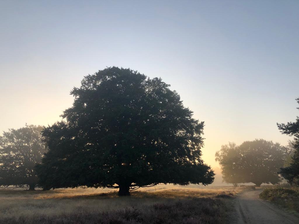 Vroege ochtendwandeling Wekeromse Zand