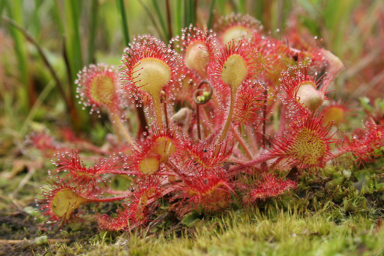 Bijzonderen plantenexcursie landgoed Staverden