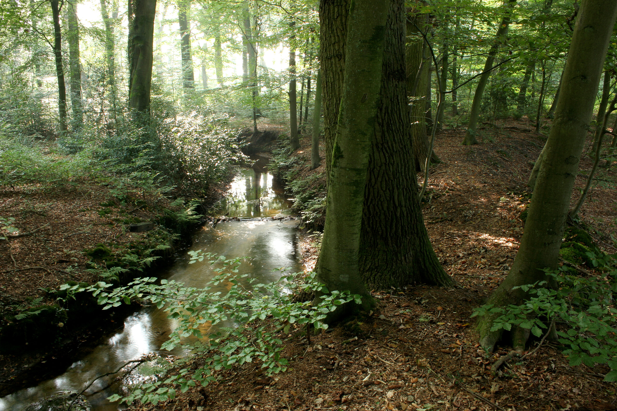 Langs de Staverdense Beek, landgoed Staverden