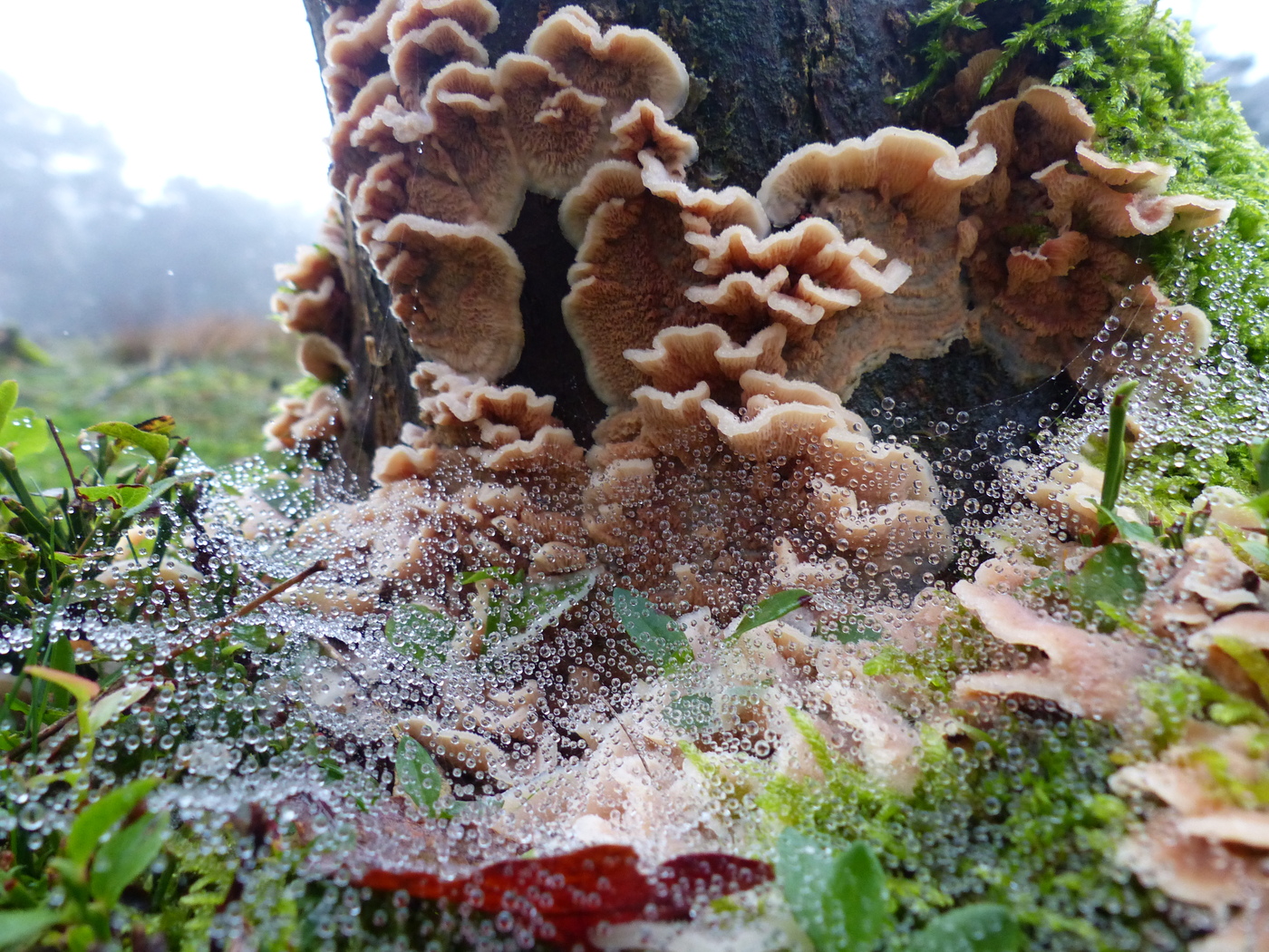 Paddenstoelenwandeling Orderbos Apeldoorn