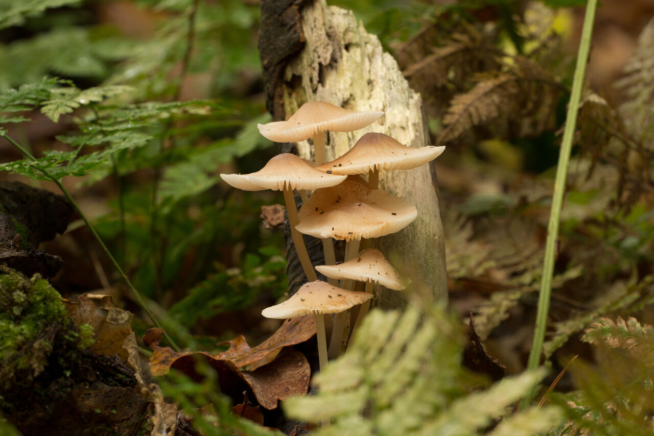 Paddenstoelenwandeling landgoed Staverden